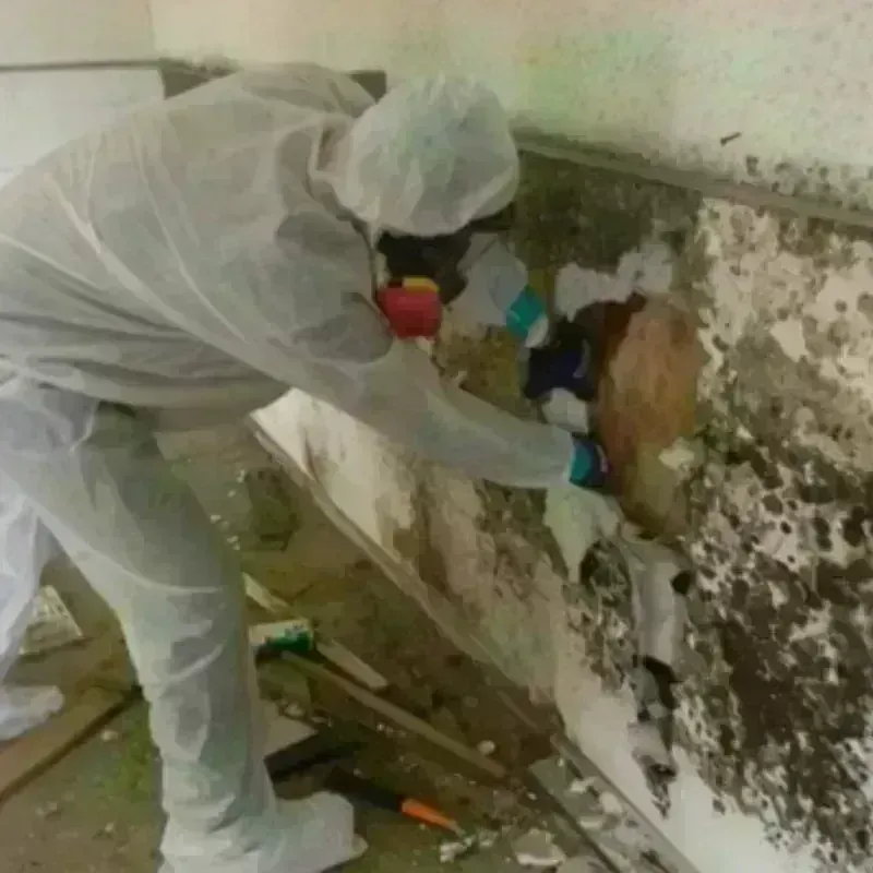 Mold Remediation and Removal in White County, IN